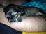 Chihuahua Subra - Putter i arm <3