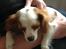 Cavalier king charles spaniel Bailey