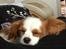 Cavalier king charles spaniel Bailey