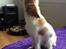 Cavalier king charles spaniel Bailey