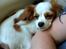 Cavalier king charles spaniel Bailey