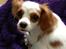 Cavalier king charles spaniel Bailey