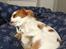 Cavalier king charles spaniel Bailey