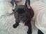 Fransk bulldog Bella