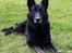 Schæferhund King - Velkommen til King's profil :)