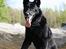 Schæferhund King