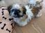 Shih tzu Baloo