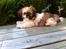 Shih tzu Baloo