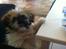 Shih tzu Baloo