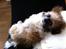 Shih tzu Baloo