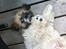Shih tzu Baloo