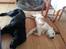 Sankt bernhardshund Rabomba Biggie. R.I.P. - Zzzzz.