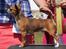 Chihuahua CH. Gorchi Dasher "Dexter" - 18 mdr.