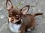 Chihuahua Mighty Draco