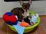 Chihuahua Mighty Draco