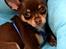 Chihuahua Mighty Draco