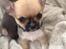 Chihuahua Teemo - 5 uger