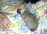 Chihuahua Teemo - Putter med far. 8 uger