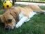 Blanding af racer Beagle/Shih tzu Mailo - 9 mdr: laaange Mailo