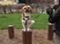Blanding af racer Beagle/Shih tzu Mailo - Cirkus-Mailo