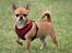Chihuahua Chihuanas Flush of Hearts - Momo - 19 juni 2013