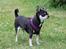 Chihuahua Chihuanas Blueberry Yum Yum - Evee - 19 juni 2013