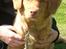 Nova scotia duck tolling retriever Mika "Himmelhund" 