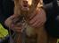 Nova scotia duck tolling retriever Mika "Himmelhund" 