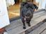 Mops Berta