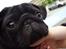 Mops Berta