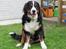 Berner sennenhund maisie