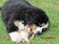 Berner sennenhund maisie - Maisie som hvalp