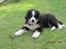 Berner sennenhund maisie