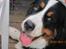 Berner sennenhund maisie