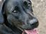 Blanding af racer Bell (labrador/boxer) - Ihhh... Hvor hun dog kan smile!