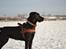 Blanding af racer Bell (labrador/boxer) - Sne! Og en tur ud over marken