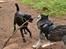 Blanding af racer Bell (labrador/boxer) - Fandt man lige en man kunne lege med i hundeskoven