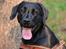 Blanding af racer Bell (labrador/boxer)