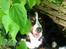 Berner sennenhund maisie