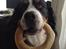 Berner sennenhund maisie