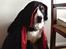 Berner sennenhund maisie