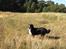 Berner sennenhund maisie