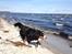 Berner sennenhund maisie