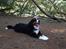 Berner sennenhund maisie