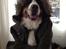 Berner sennenhund maisie