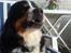 Berner sennenhund maisie