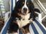 Berner sennenhund maisie