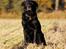 Labrador retriever Newton <3 - Min dejlige vuffer <3