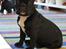 Fransk bulldog Marley