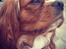 Cavalier king charles spaniel Silje